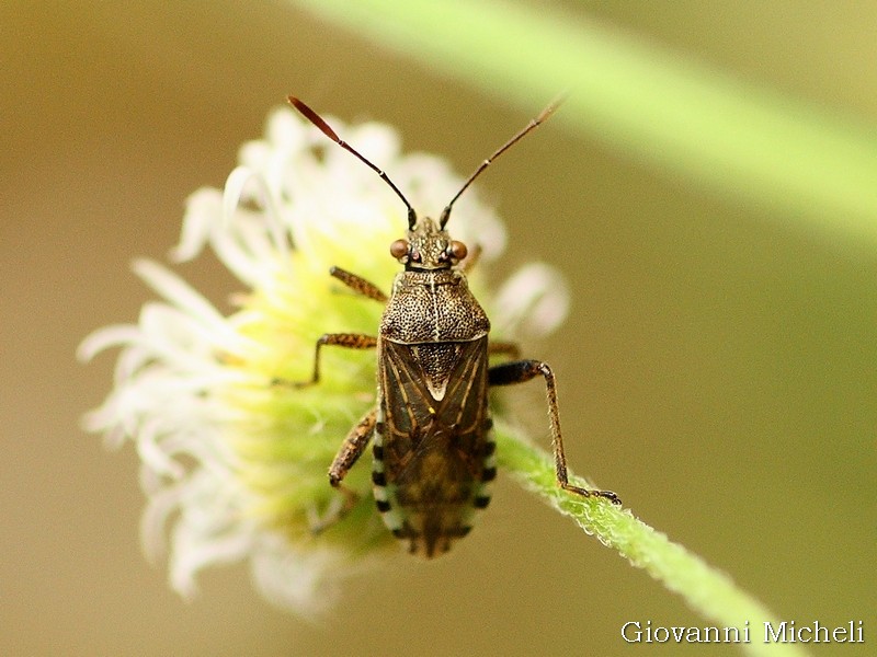 Rophalidae: Stictopleurus punctatonervosus